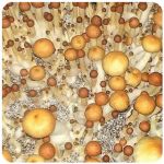 Псилоцибиновые (галлюциногенные)  грибы Psilocybin "Golden Teacher" в Каменногорске