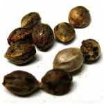 Семена марихуаны АК-47  (Seeds AK-47) в Каменногорске